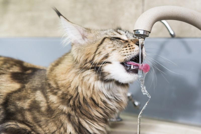 How to make cats fall in love with drinking water