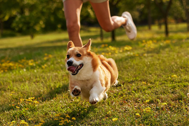 How Much Exercise Does My Dog Need Each Day?