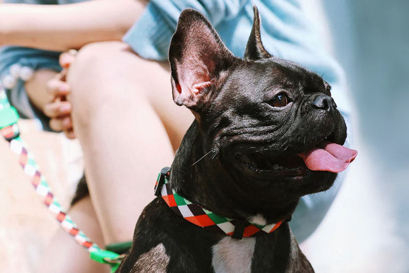 Buying Guide: How to choose a collar for dogs?