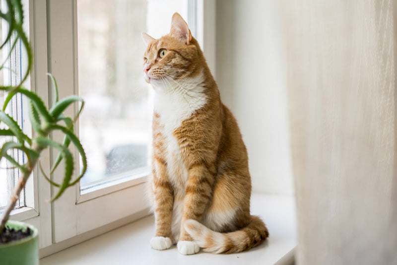 Cat Window Perches: The Contagious Craze Feline Friends Adore