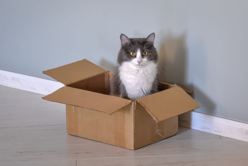 Why You Need a Spare Cat Litter Box: The Importance of Backup