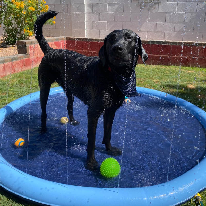 SplootPuppy Splash Pad